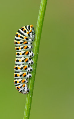 European Swallowtail / Koninginnenpage