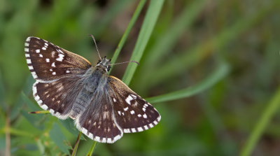 Safflower Skipper / Witgezoomd spikkeldikkopje