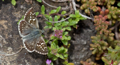 Safflower Skipper / Witgezoomd spikkeldikkopje