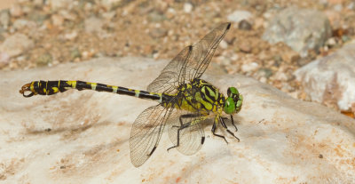 Small Pincertail / Kleine tanglibel