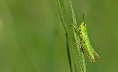 Small gold grasshopper / Kleine goudsprinkhaan