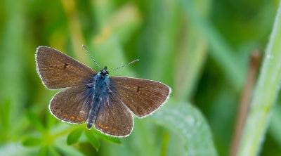 Northern Brown Argus / Vals bruin blauwtje 