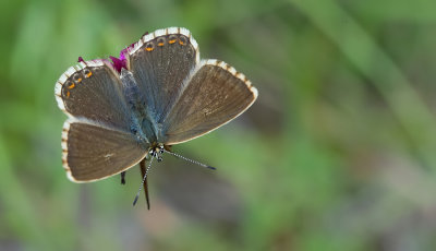 Chalk-hill Blue / Bleek blauwtje