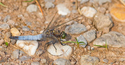 Black-tailed Skimmer / Gewone Oeverlibel