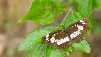 Hungarian Glider / Spireazwever