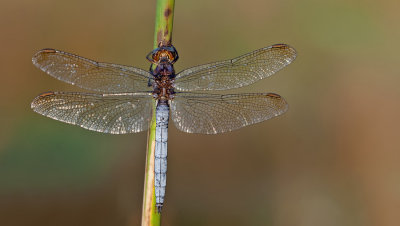 Keeled Skimmer / Beekoeverlibel