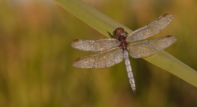 Keeled Skimmer / Beekoeverlibel