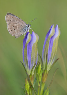 Alcon blue / Gentiaan blauwtje