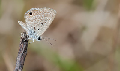 Ceraunus Blue - Hemiargus ceraunus