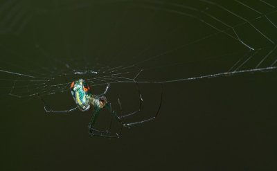 Leucauge venusta / Orchard Orbweaver