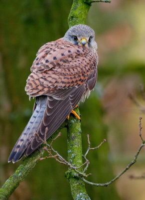 Kestrel / Torenvalk