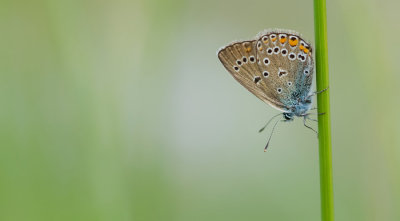 Amanda's Blue / Wikkeblauwtje
