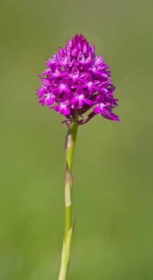 Pyramidal Orchid / Hondskruid 