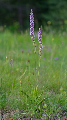 Fragrant Orchid / Grote muggenorchis