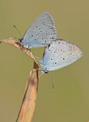 Provenal Short-tailed Blue / Zuidelijk staartblauwtje