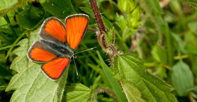 Purple-edged Copper f.eurydame / Rode vuurvlinder f.eurydame 