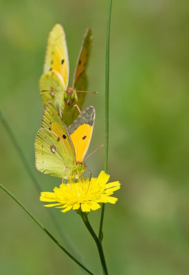 Clouded yellow / Oranje Luzernevlinder