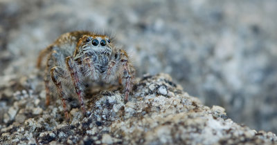 Philaeus chrysops