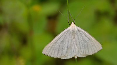 Black-veined Moth / Vals witje