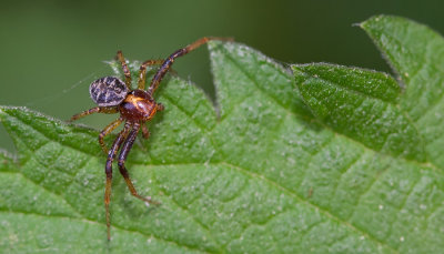 Red Crab-spider / Boskrabspin