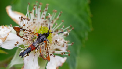Red-tipped Clearwing / Wilgenwespvlinder