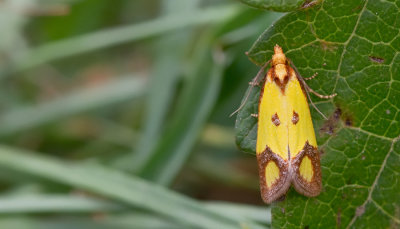 Agapeta zoegana / Kanariepietje