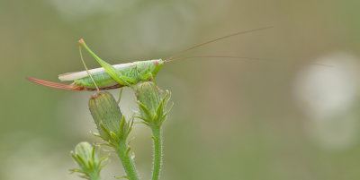 Long-winged conehead / Zuidelijk spitskopje