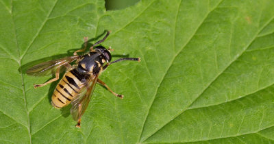 Temnostoma vespiforme / Echte wespvlieg
