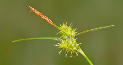 Carex demissa / Geelgroene zegge