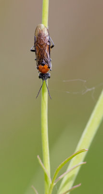 Dolerus germanicus