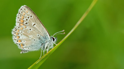 Northern Brown Argus / Vals bruin blauwtje