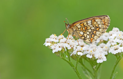 Melitaea celadussa / Zuidelijke bosparelmoervlinder