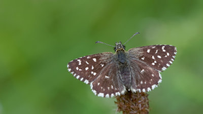 Grizzled skipper / Aardbeivlinder