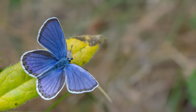 Reverdin's Blue / Kroonkruidblauwtje 