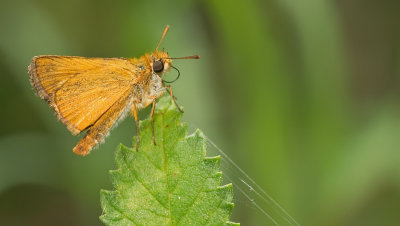 Lulworth Skipper / Dwergdikkopje 