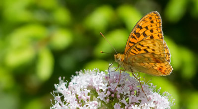 High Brown Fritillary / Bosrandparelmoervlinder