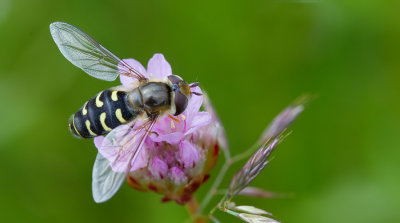Scaeva selenitica / Gele halvemaanzweefvlieg 