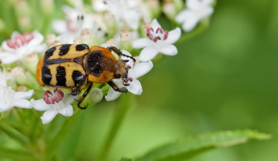 Bee Beetle / Penseelkever 