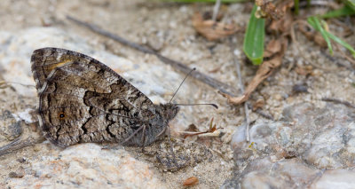 Balkan Grayling / Verborgen heivlinder