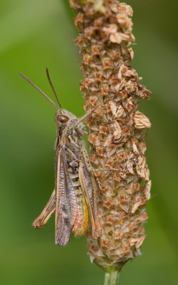 Bow-winged grasshopper / Ratelaar