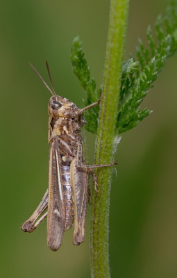 Common field grasshopper / Bruine sprinkhaan