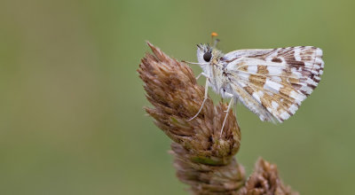 Oberthur's Grizzled Skipper / Bretons spikkeldikkopje