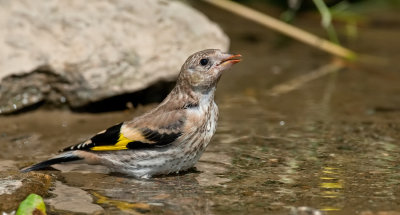Goldfinch / Putter