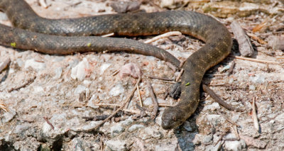 Dice snake / Dobbelsteenslang