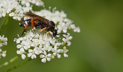 Macrophya rufipes