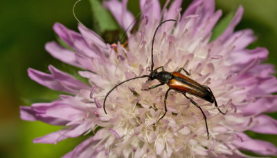 Stenurella melanura / Zwartstreepsmalbok