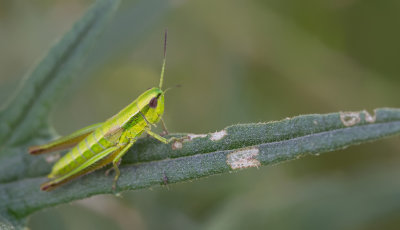 Small gold grasshopper / Kleine goudsprinkhaan