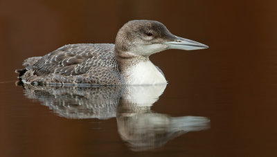 Great Northern Diver / IJsduiker