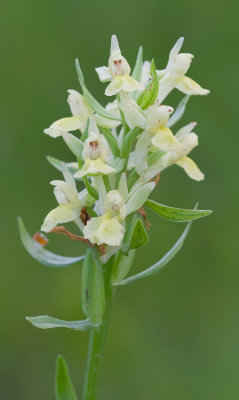 Elder-flowered Orchid / Vlierorchis