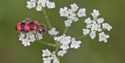 Trichodes apiarius / Bijenwolf